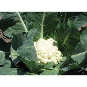 Лівінгстон F1 - капуста кольорова, 2500 насіння, Syngenta (Сингента), Голландія фото, цiна